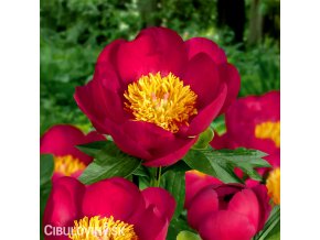 cervena pivonka scarlett ohara 1