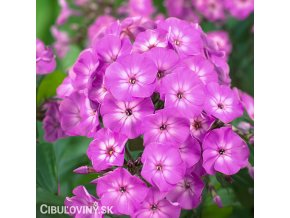 ruzova plamenka floxy blue boy 1