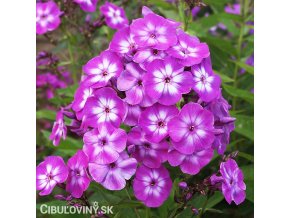 fialova plamenka floxy laura 1