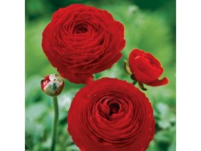 Ranunculus red 01