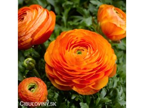 oranzovy pryskyrnik 1