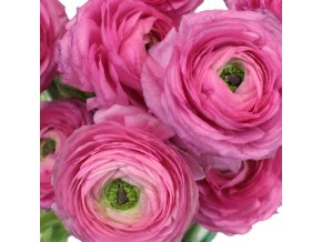 Ranunculus pink 05