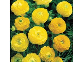 Ranunculus yellow 01