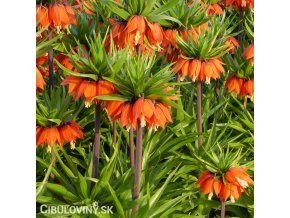 oranžový řebčík fritillaria aurora 2