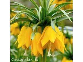 žlutý řebčík fritillaria Lutea 1