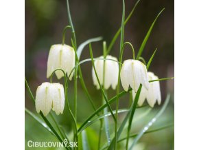 bílý řebčík fritillaria meleagris alba 1