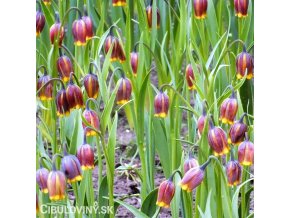 řepčík fritillaria uva vulpis 8