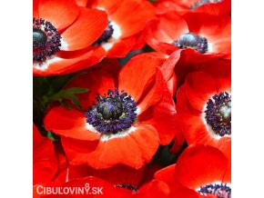 červená sasanka anemone hollandia 4