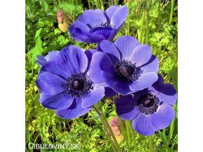 modrá sasanka anemone mr fokker 4