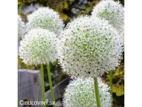 bily Česnek Allium Mount Everest 6