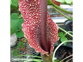 sauromatum venosum uzovnik 2