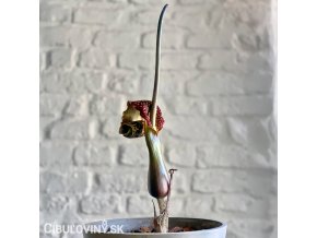 sauromatum venosum uzovnik 1