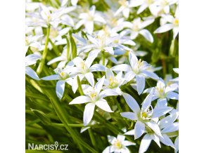 bily snedek chocholicnaty ornithogalum umbellatum 1