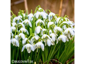 snezenka galanthus flore pleno 1