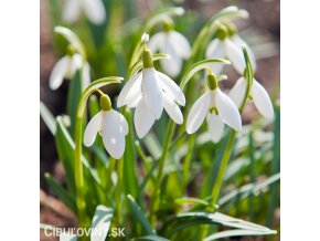 snezenka galanthus nivalis 1