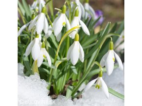 snezenka galanthus woronowii 2