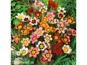 Sparaxis tricolor mix Cikanska kvetina Dripulka smes 1