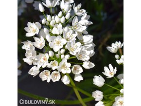 bily cesnek allium neapolitanum 1