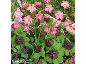 Ctyrlistek Oxalis Deppei 1