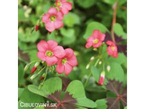 Ctyrlistek Oxalis Iron Cross 1