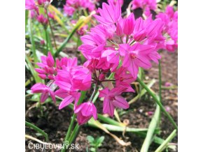 ruzovy cesnek allium oreophillum 4