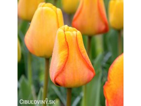 žlutý tulipán blushing apeldoorn 1