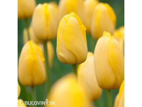 žlutý tulipán golden apeldoorn 1