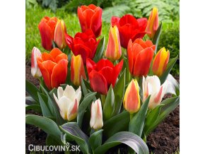 smes tulipanu greigii mix 2