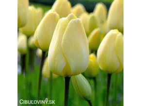 žlutý tulipán ivory florafale 1