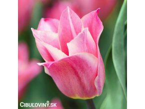 ruzovy tulipan miss elegance 1