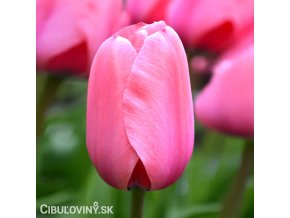 ruzovy tulipan pink impression 1