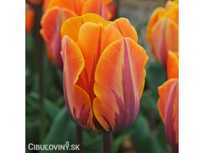 oranzovy tulipan Prinses Irene 1