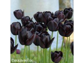 cerny tulipan triumph queen of night 2