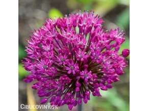 ruzovy cesnek allium stipitatum 1