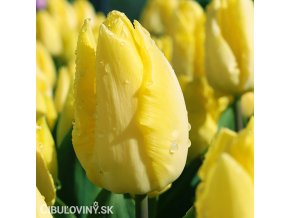 žlutý tulipán sunny prince 5