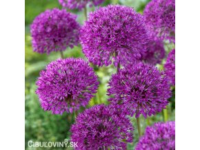 fialovy cesnek allium purple sensation 2