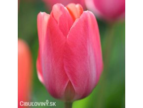 ruzovy tulipan van eijk 1