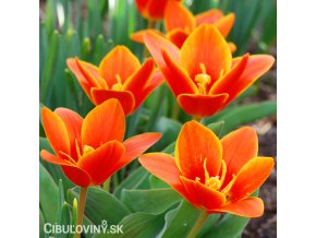 oranzovy tulipan kaufmanniana early harvest 1