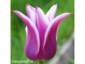 bilofialovy tulipan ballade 6