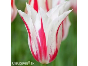 bilocerveny tulipan marilyn 5