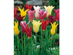 Tulipán ľaliový - Zmes farieb