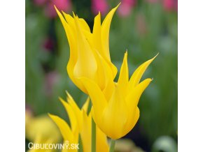 Tulipan liliokvety West point 1