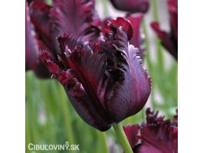 vinovy tulipan black parrot 1