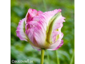 Tulipan Green wave 1