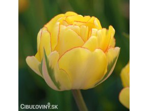 zluty tulipan akebono 1