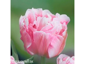 ruzovy plnokvety tulipan angelique 9