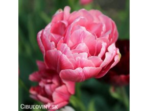 ruzovy plnokvety tulipan aveyron 5