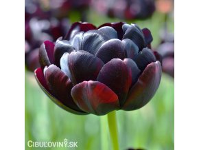 cerny plnokvety tulipan black hero 1