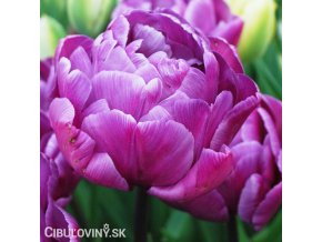 fialovy plnokvety tulipan blue diamond 1