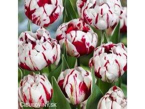 bilocerveny plnokvety tulipan carnaval de nice 4